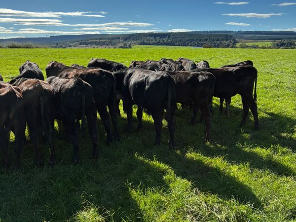 Angus bulls - Main image