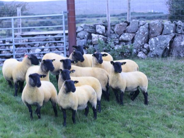 Suffolk Hoggets - Main image