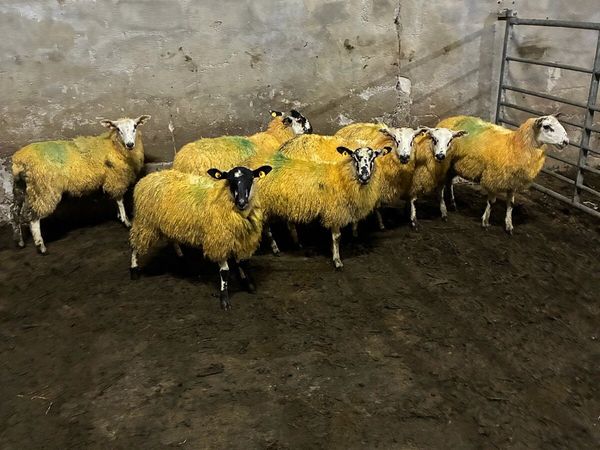 Organic mule ewe lambs - Main image