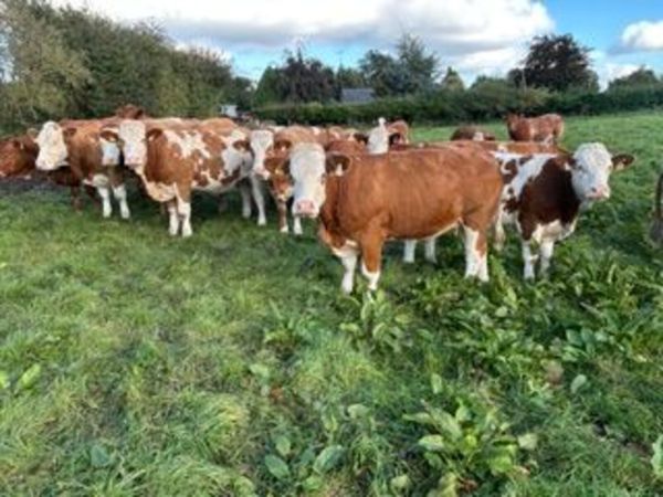 22 in calf Sim X Lim X heifers in Elphin Mart - Main image