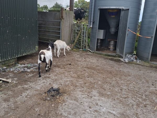 Goats - Main image