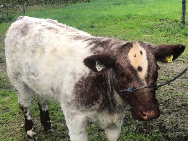 PBR Roan Shorthorn weanling heifer - Main image