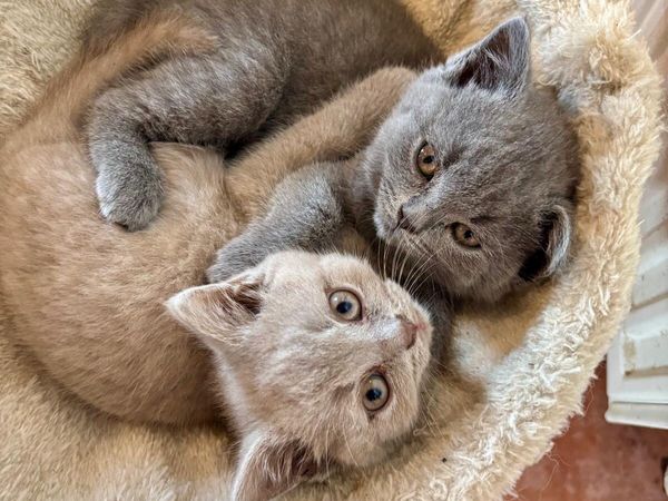 British Shorthair - Main image