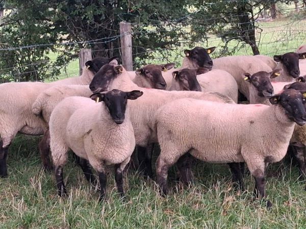 16 SUFFOLK HOGGET EWES FOR SALE - Main image