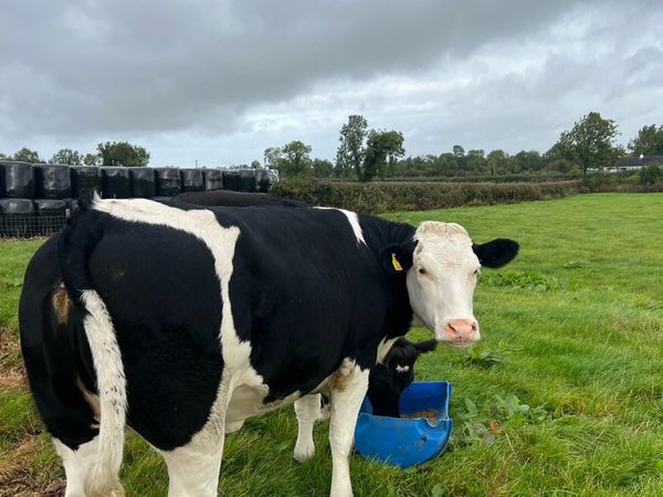 Roscommon mart 25th Sep - Main image