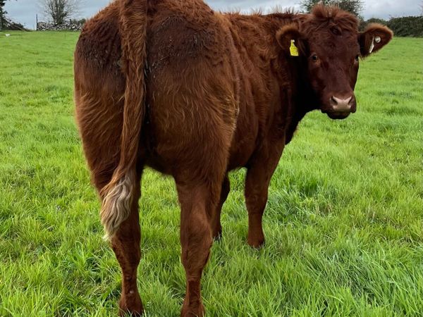 Roscommon Mart Super Breeding Heifers - Main image