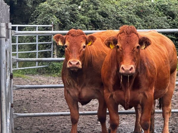 2 Calving Heifers - On Sale - Ennis Mart 29/09/26 - Main image