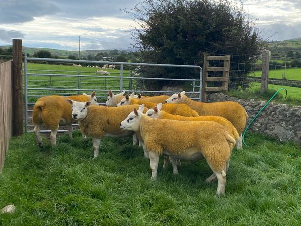 Pedigree texel ram lambs - Main image