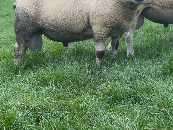 Shearling rams for sale - Main image