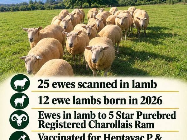 PURE BRED NON REGISTERED CHAROLLAIS EWES - Main image