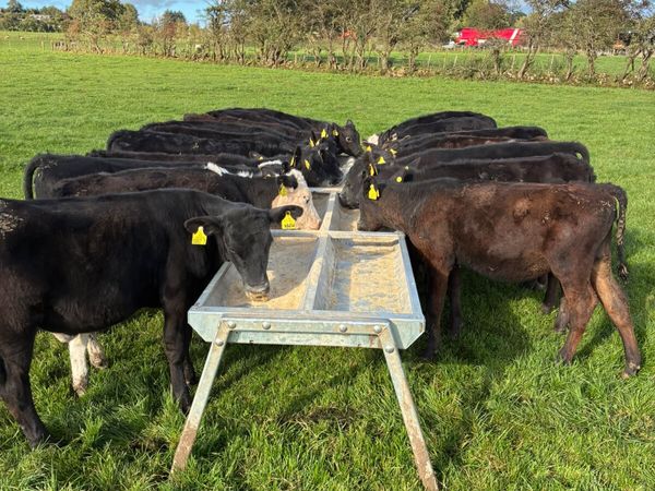 Angus Hereford and lim heifers - Main image