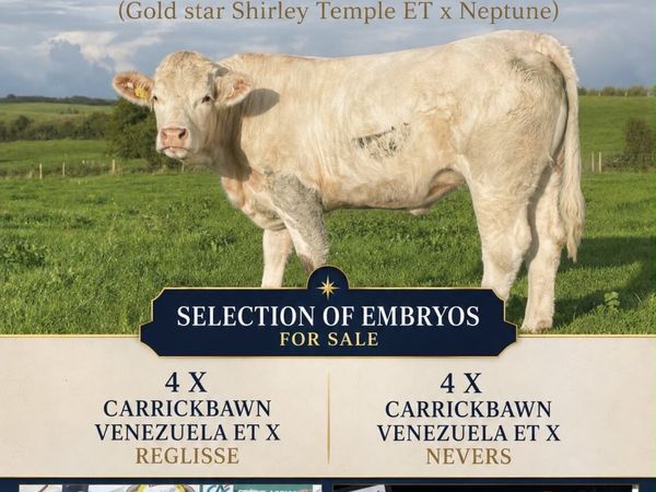 5🌟 Charolais Embryos - Main image