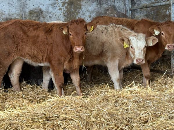 5 suckler breed heifer weanlings - Main image