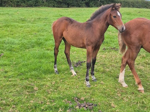 Flashy pony foals - Main image