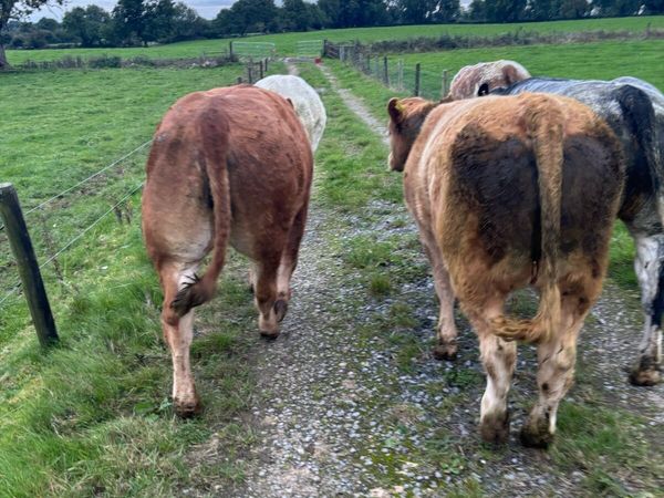 5 maiden heifers for Roscommon Fri 25th - Main image