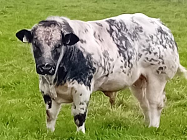 PB Belgian blue bull - Main image