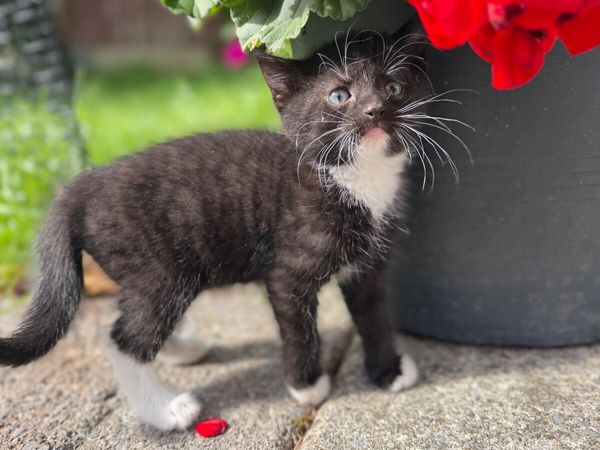 Kittens - Main image