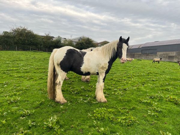 Geldings - Main image