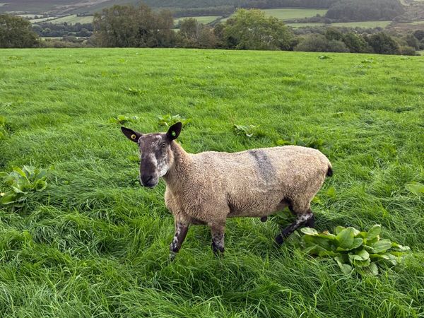 Sheep - Main image