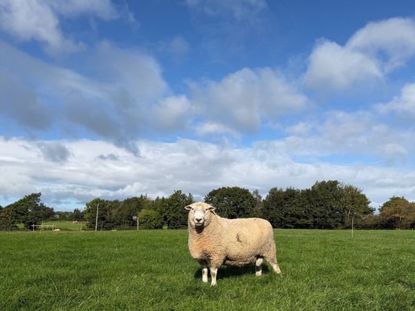 PBNR Romney Ram - Main image