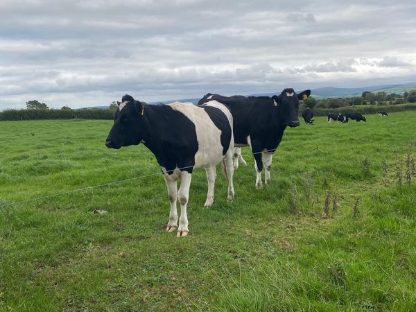 Friesian Heifers - Main image