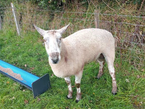 Blue Leicester ram - Main image