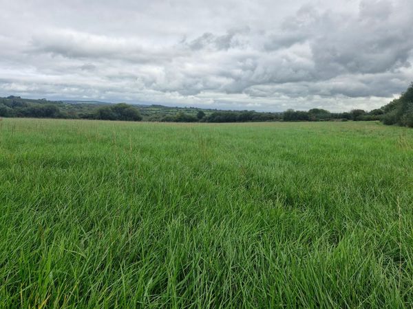 Silage - Main image
