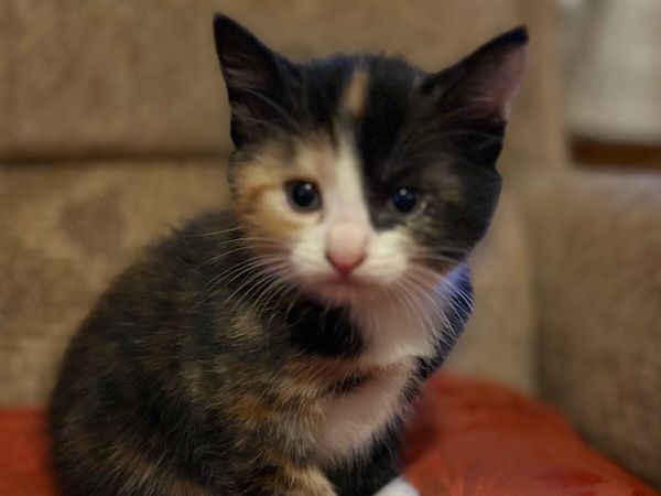 Adorable kittens - Main image