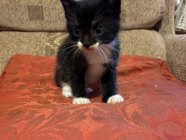 Adorable kitten - Main image
