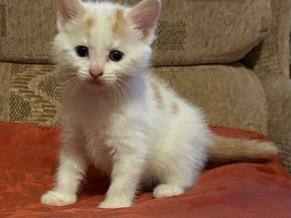 Adorable kittens - Main image