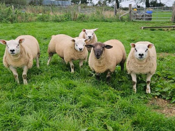 Texel and Suftex rams - Main image