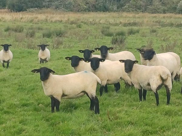 Hoggets - Main image