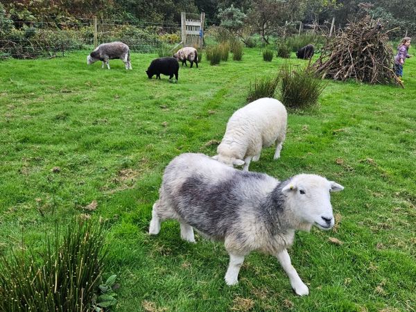 Lambs and ewes - Main image