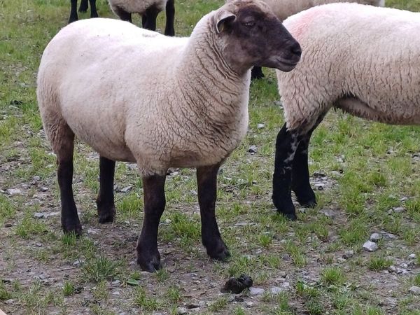 10 Ewe Hoggets - Main image
