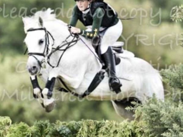 20 year Old Schoolmaster Pony - Main image
