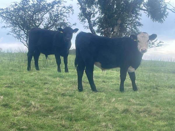 AAX Organic bull weanlings - Main image