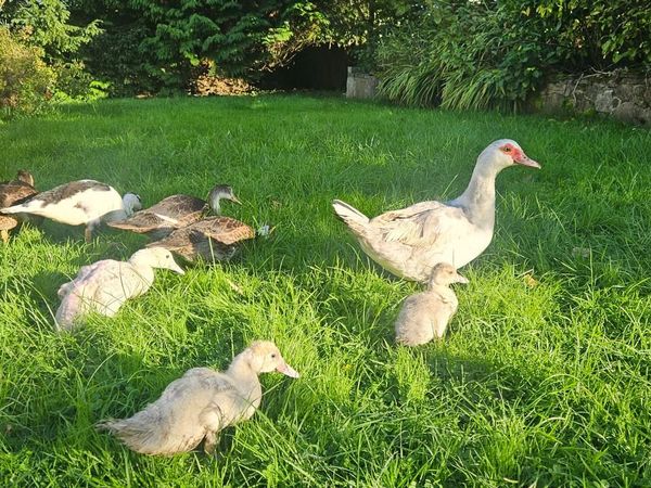 Muscovy Ducks - Main image