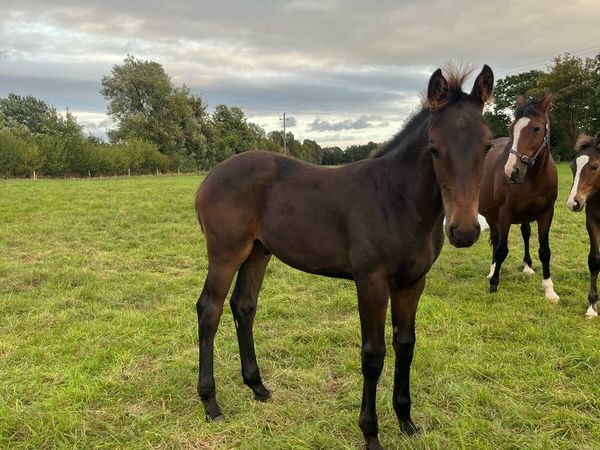 Lot 2 & 57 MRBG sale tomorrow - Main image