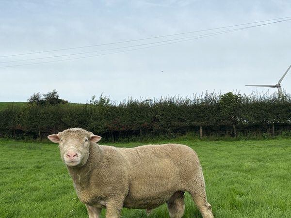 Dorset ram - Main image