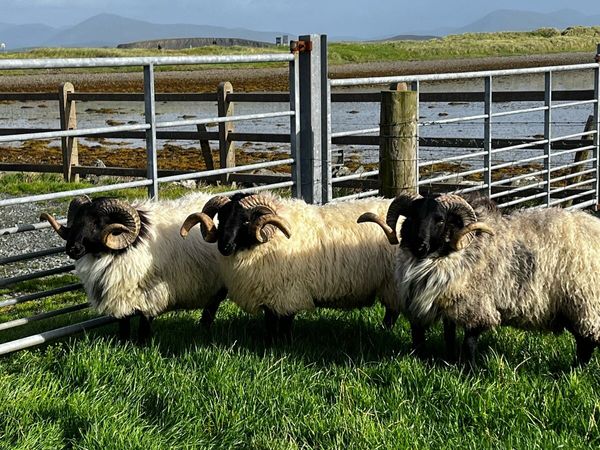 Mayo Mountain Hogs - Main image