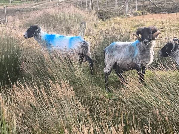 Sheep - Main image