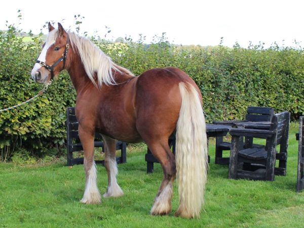 Full Pedigree IC Silver bay Gelding to make 14.3h - Main image