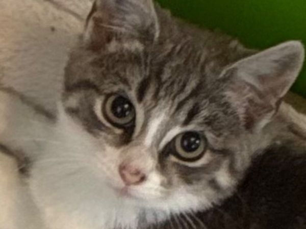 Catstrust adoption and protection. Rescued . - Main image