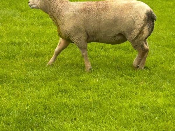 Charollais Rams FOR SALE - Main image
