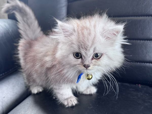 Chinchilla Persian kitten - Main image