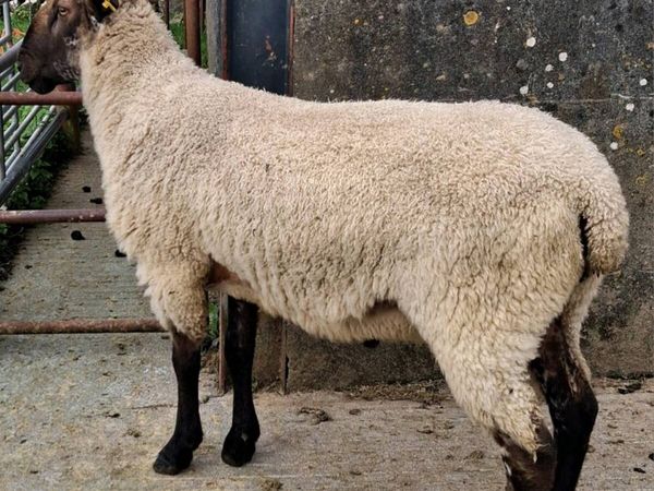 BL x Suffolk Hogget Ram - Main image