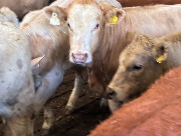 20 SUPER QUALITY CH/LMX  BULL WEANLINGS 320KG - Main image