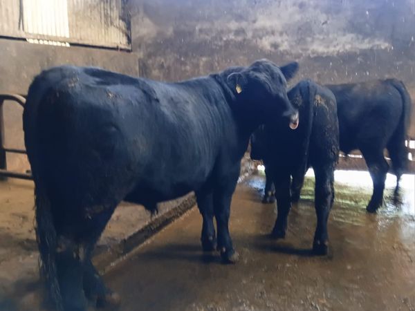 PBR Angus Bull for sale - Main image