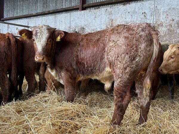 12 smashing Charolais and limousin bulls - Main image