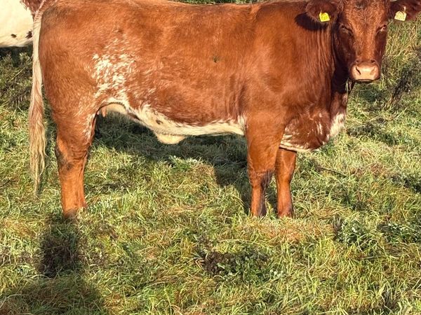 20 heifers for sale at Ballymahon Mart - Main image